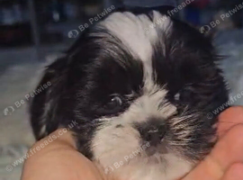 Shih Tzu puppies for sale