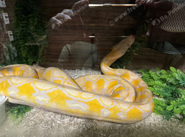 2021 Female albino lavender het pied reticulated python