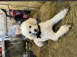 Cockapoo puppy