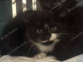 Kittens for sale