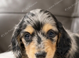Stunning Silver Dapple Dachshunds
