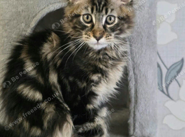 Tested SMA,PK,HCM,boy and girls.Maine Coon Kittens