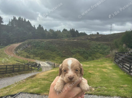 Cocker pups for sale