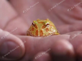 Pac-Man