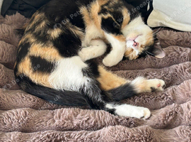 5 month old spayed female cat