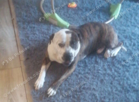 Staff cross sharpei
