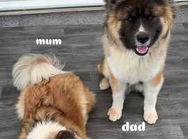 japanese x american akitas