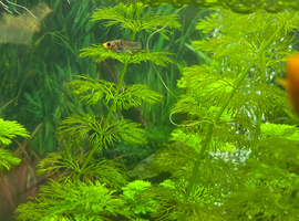 Platys , mollies