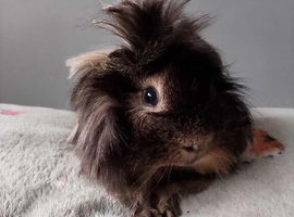 Male&female Guinea pigs