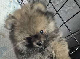 Pomeranian puppies