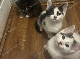 last one left needs rehoming