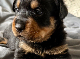Gorgeous full pedigree Rottweiler puppies
