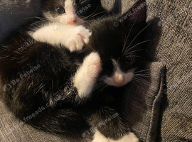 1 boy 1 girl black and white kittens