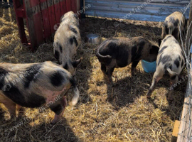Kune-kune. Cross boys