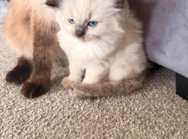 Female sealpoint ragdoll kitten