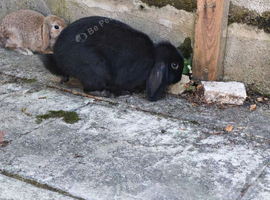 Black mini lop female