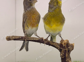 Pair canary available
