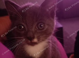 Beautiful grey kitten for sale