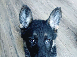 German shepherd pups for sale