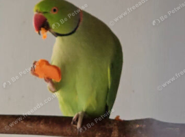 Ricky the Ringneck.
