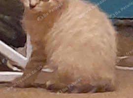 Beautiful cream/ grey kitten ,boy