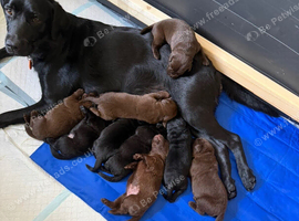 Labrador puppies only 2 females left
