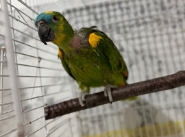 Amazon blue fronted  parrot