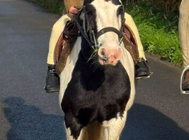 11.2 mini cob gelding