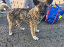 6 month old Female Akita