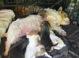 Jack Russell Cross Minny Yorkshire