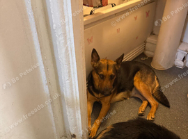 Puppy German shepherd for sale