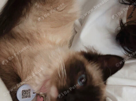 Female ragdoll