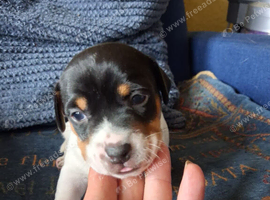 Stunning Jack Russell's ,Hastings