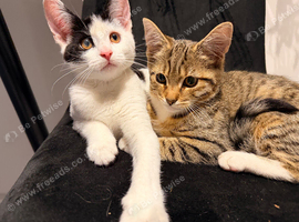 Sweet kittens are looking for a home and a loving family.