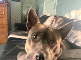 1 year old female chow chow cross