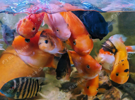Cichlids for New waters