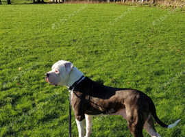 My American bulldog Scott's up for stud