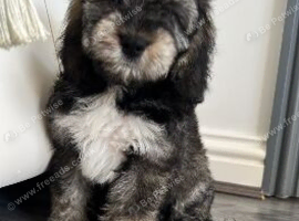 Cocka poo puppies for sale