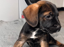 Border x Patterdale puppies