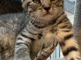 Beautiful Scottish Fold&Straight &ndash;Silver tabby&rsquo;s