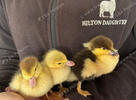 Muscovy duckling s