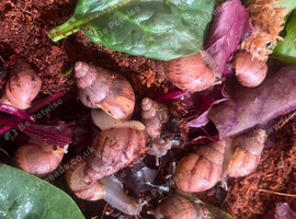 8 x juvenile albino giant African land snails
