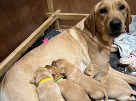 Beautiful Labrador Puppies