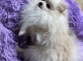 Beautiful 4yo pedigree Pomeranian boy available
