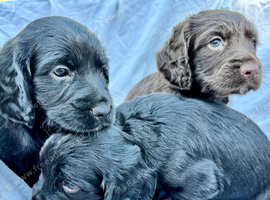 Cocker spaniel puppies