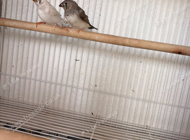 Pair of zebra finches