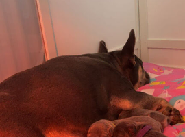 7 beautiful puppies to find their forever home