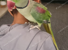 Alexandrian male talking parrot