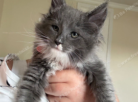 Ragcoon Kitten