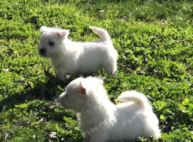 Two little westie boy puppies
